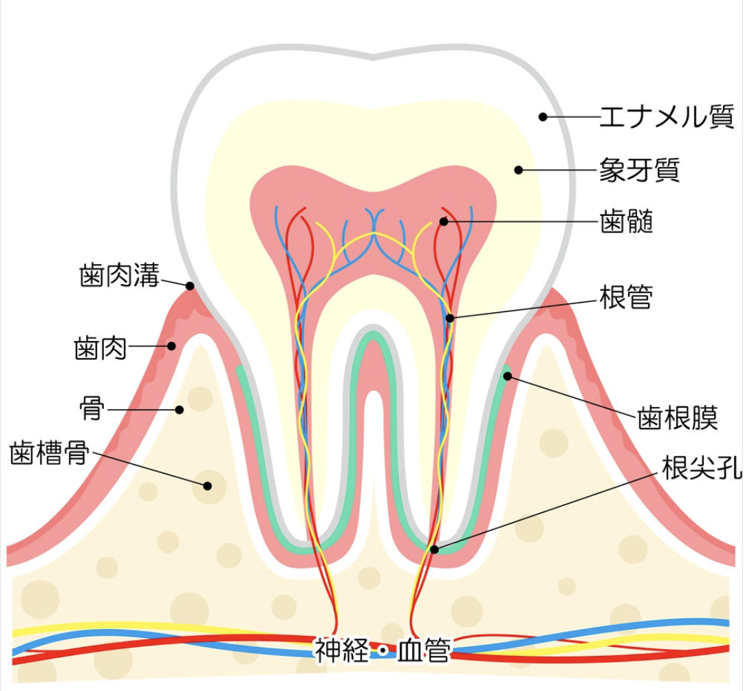 歯原病（しげんびょう）とは？放置は危険！原因から症状、治療、予防まで徹底解説