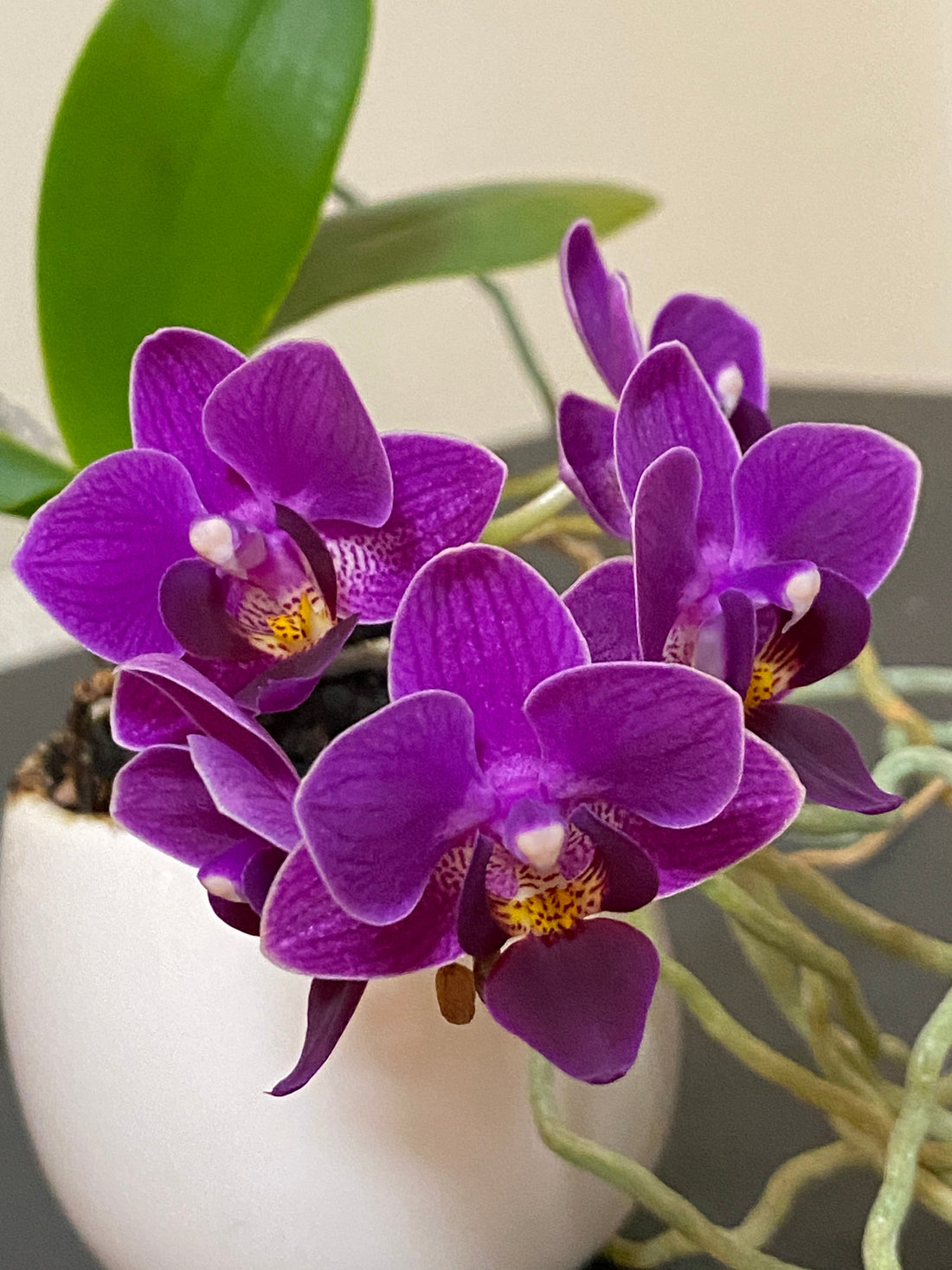 新しいHPの開設にあたり